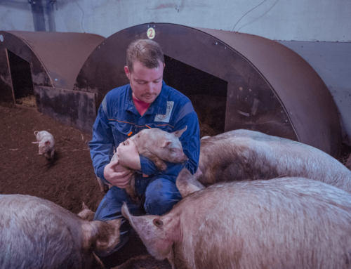 Omroep Brabant in de stal