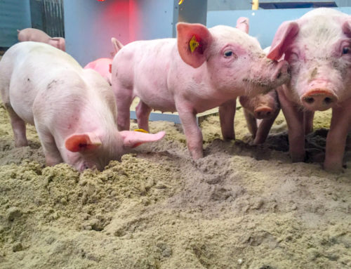 Nieuw zand, nieuwe indeling, de zoektocht gaat voort